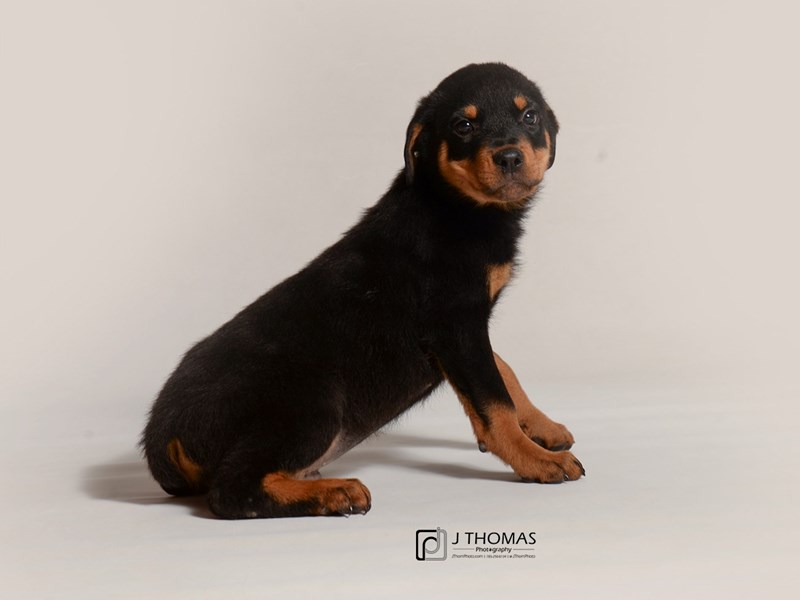 Rottweiler-DOG-Male-Black and Mahogony-3387762-Petland Topeka, Kansas