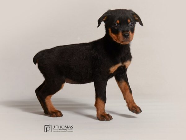 Rottweiler DOG Female Black and Mahogony 19071 Petland Topeka, Kansas