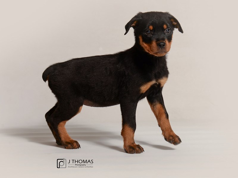 Rottweiler-DOG-Female-Black and Mahogony-3387754-Petland Topeka, Kansas