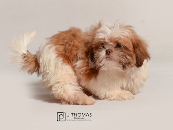 Shih Tzu-DOG-Male-Red and White-19068-Petland Topeka, Kansas