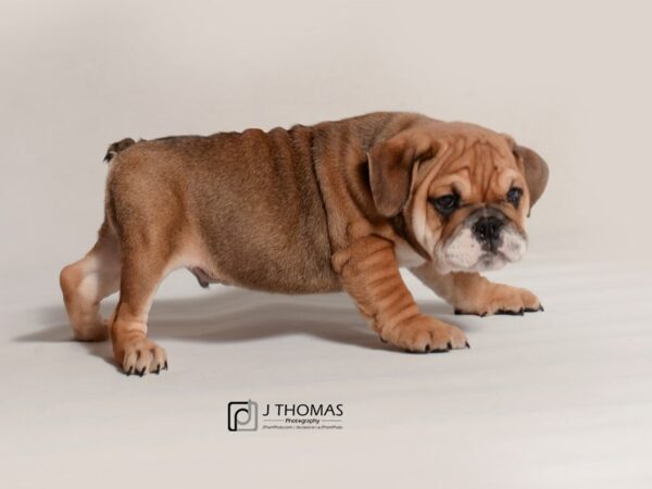 Bulldog DOG Male Fawn and White 19066 Petland Topeka, Kansas