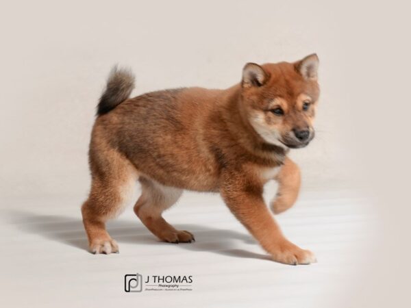 Shiba Inu DOG Female Red 19064 Petland Topeka, Kansas