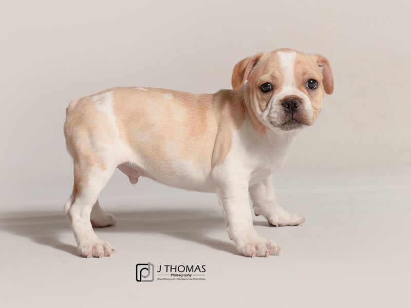 French Bulldog-DOG-Male-Fawn-3386389-Petland Topeka, Kansas