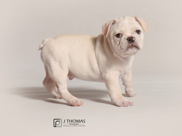 French Bulldog-DOG-Male-Cream-19061-Petland Topeka, Kansas