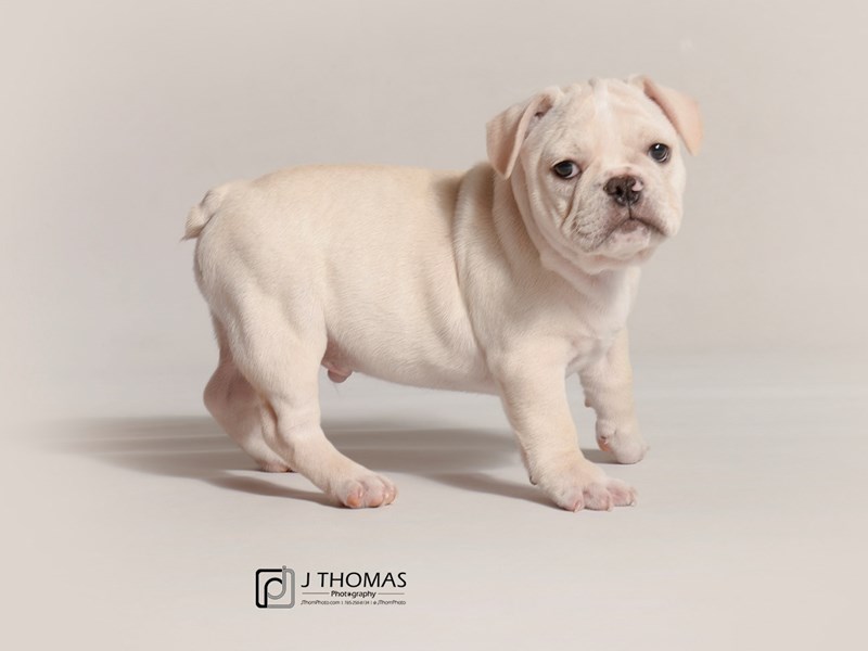 French Bulldog-DOG-Male-Cream-3386388-Petland Topeka, Kansas