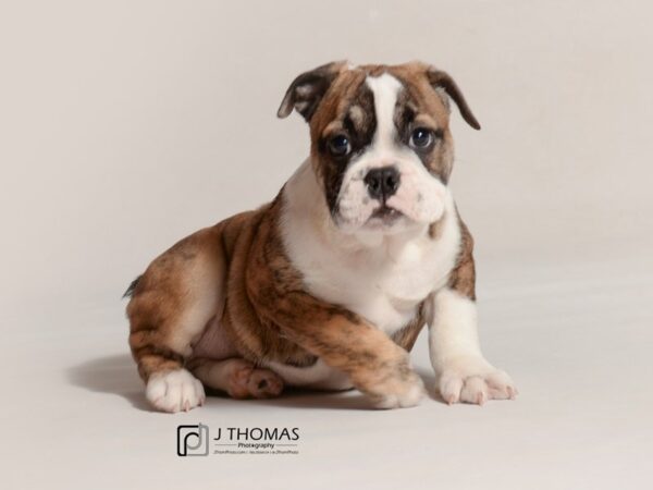 Bulldog DOG Female Brindle / White 19059 Petland Topeka, Kansas