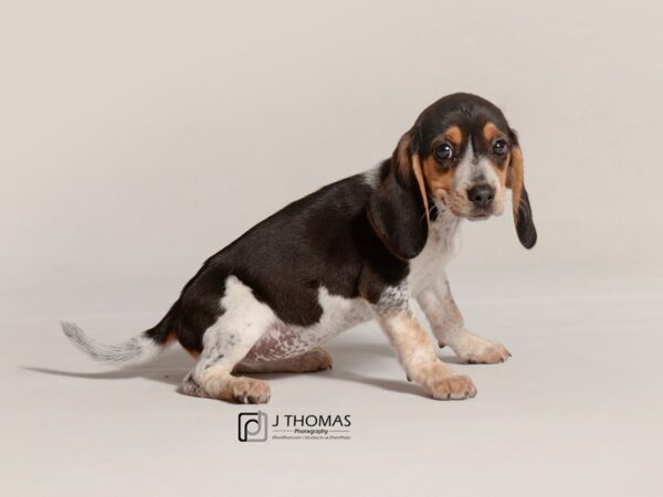 Beagle DOG Female Black White / Tan 19058 Petland Topeka, Kansas