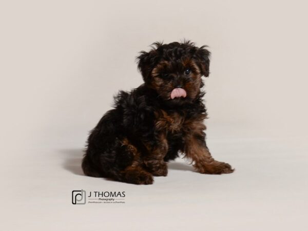 Yorkiepoo DOG Female Black / Tan 19057 Petland Topeka, Kansas