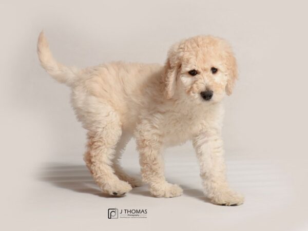 Labradoodle DOG Female Yellow 19056 Petland Topeka, Kansas