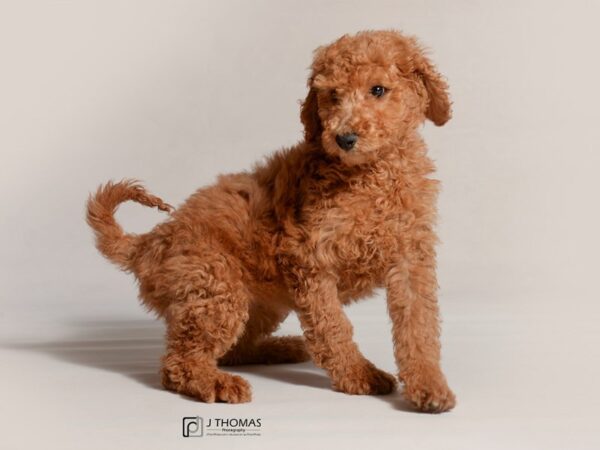 Goldendoodle DOG Female Red 19054 Petland Topeka, Kansas