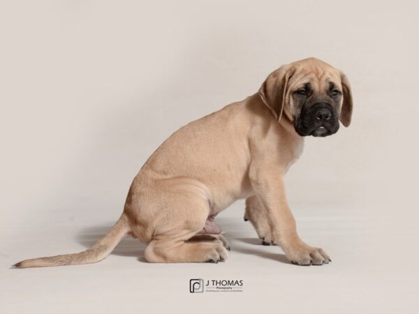 English Mastiff-DOG-Male--19053-Petland Topeka, Kansas