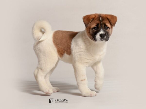 Akita DOG Female 19051 Petland Topeka, Kansas