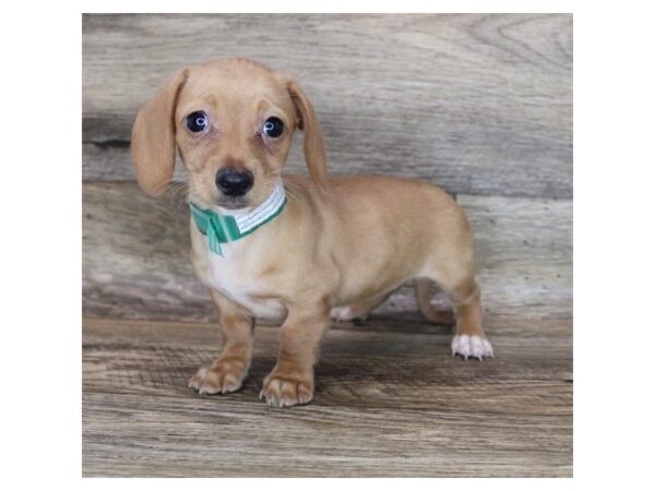 Dachshund DOG Female Red 19086 Petland Topeka, Kansas