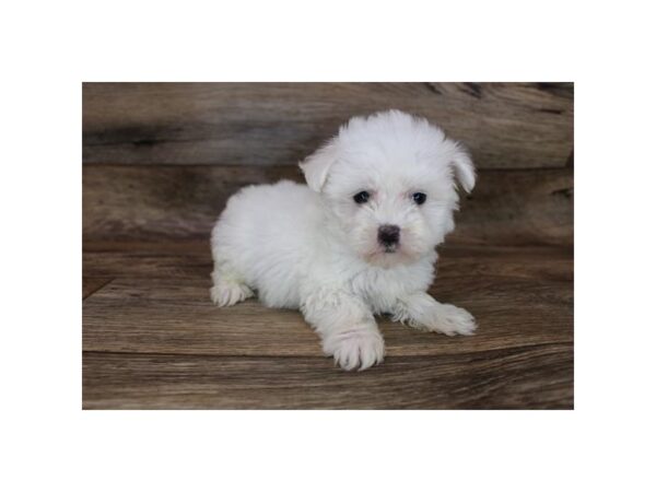 Maltese DOG Female White 19085 Petland Topeka, Kansas