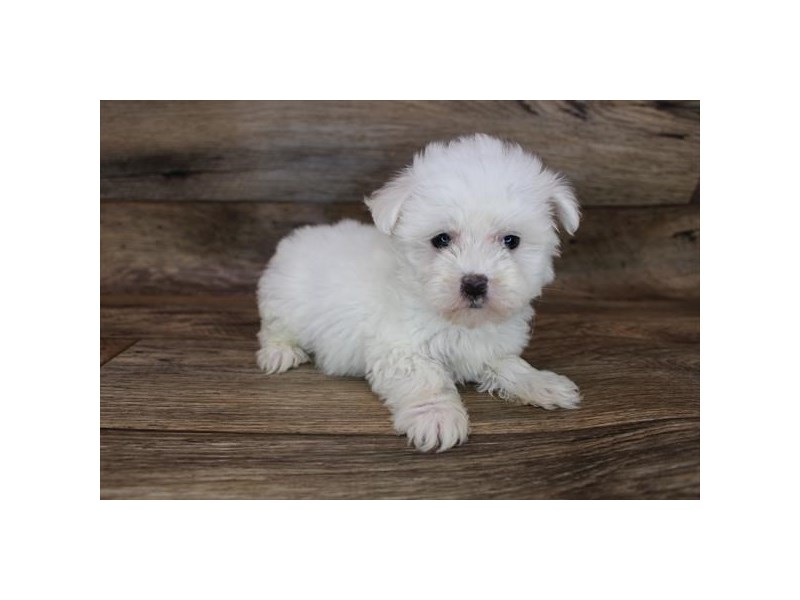 Maltese-DOG-Female-White-3396233-Petland Topeka, Kansas