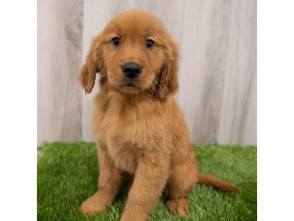 Golden Retriever DOG Female Dark Golden 19082 Petland Topeka, Kansas