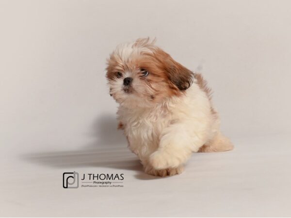 Shih Tzu DOG Male Red and White 19069 Petland Topeka, Kansas