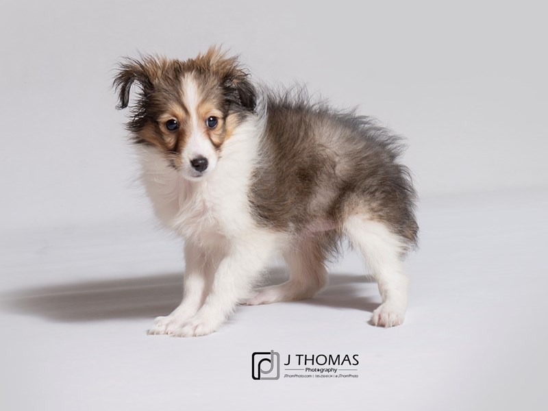 Shetland Sheepdog Puppy Sable / White ID:19089 Located at Petland