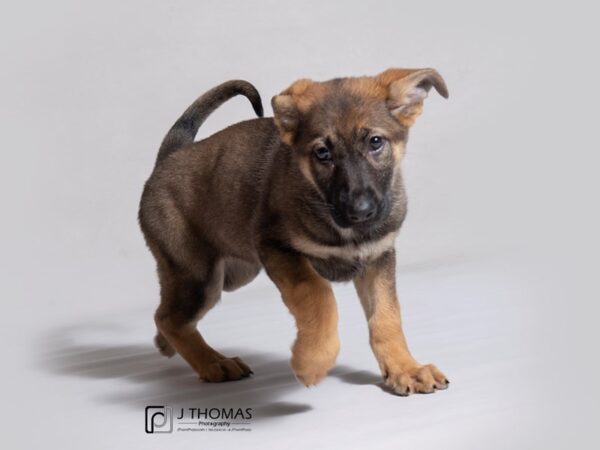 German Shepherd Dog DOG Female Sable 19087 Petland Topeka, Kansas