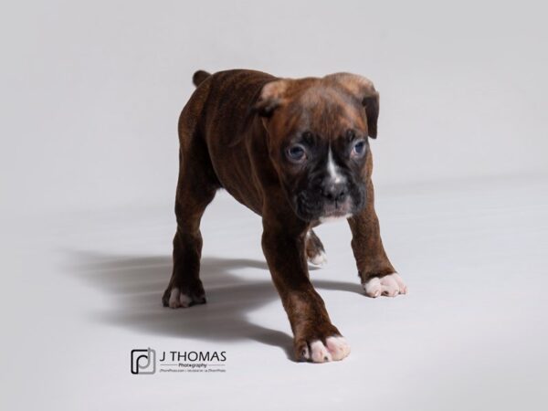 Boxer DOG Male Brindle 19081 Petland Topeka, Kansas