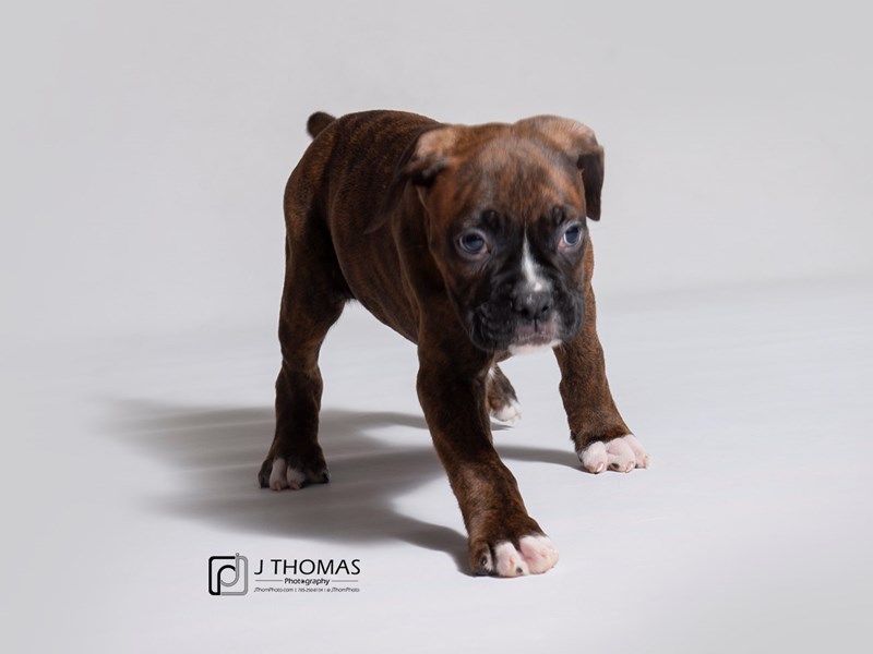 Boxer-DOG-Male-Brindle-3396242-Petland Topeka, Kansas
