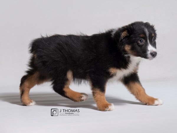 Australian Shepherd DOG Female Black 19080 Petland Topeka, Kansas