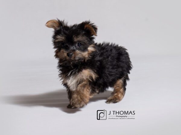 Yorkshire Terrier DOG Male Black / Tan 19079 Petland Topeka, Kansas