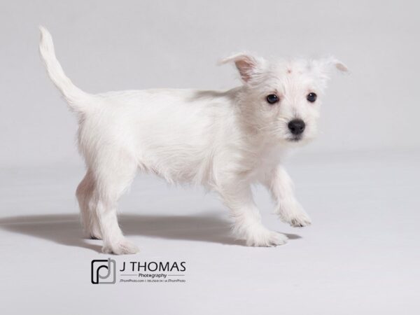 West Highland White Terrier DOG Female White 19078 Petland Topeka, Kansas