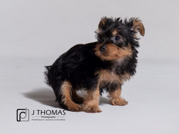 Silky Terrier DOG Female Black / Tan 19077 Petland Topeka, Kansas