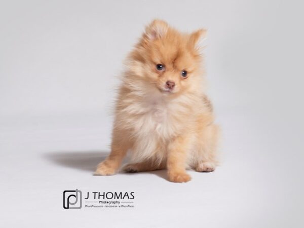 Pomeranian DOG Female Orange 19076 Petland Topeka, Kansas