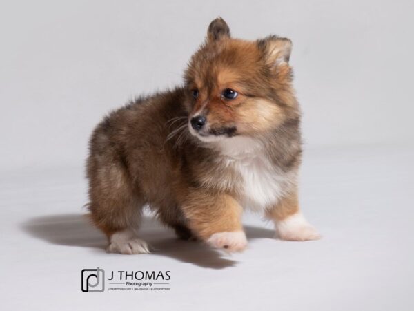 Pembroke Welsh Corgi DOG Female Red 19075 Petland Topeka, Kansas