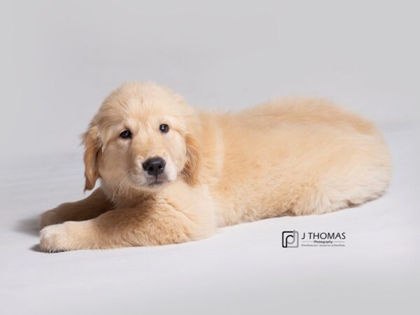 Golden Retriever DOG Female Golden 19063 Petland Topeka, Kansas