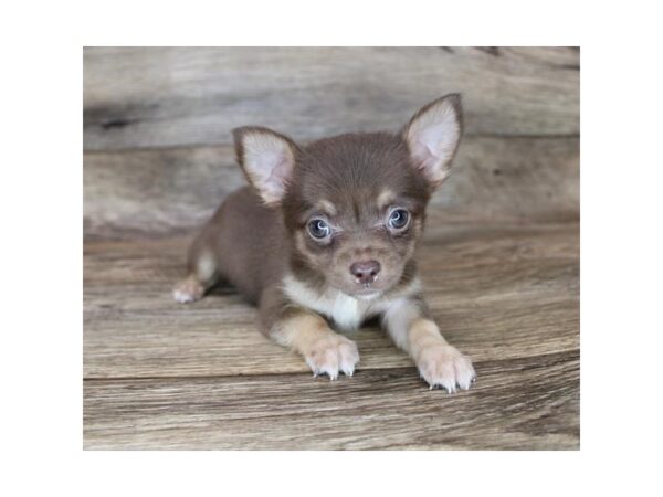 Chihuahua DOG Male Chocolate / Tan 19097 Petland Topeka, Kansas