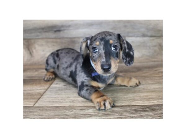 Dachshund DOG Female Black / Tan 19099 Petland Topeka, Kansas