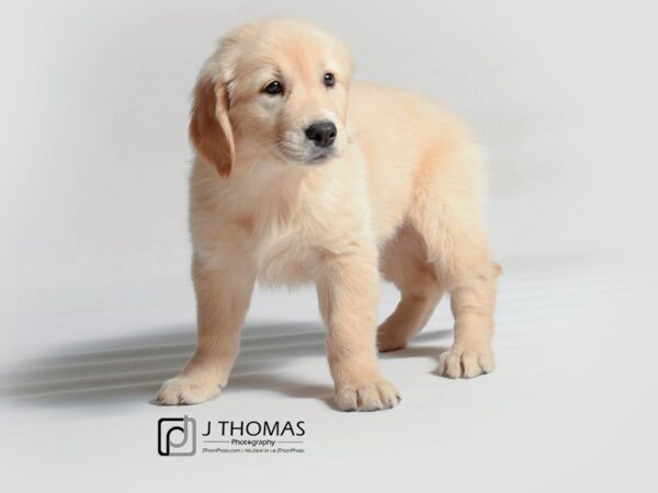 Golden Retriever DOG Female Golden 19107 Petland Topeka, Kansas