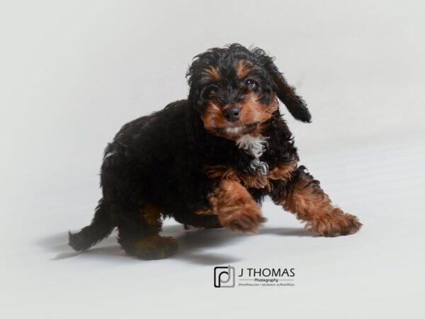 Mini Bernadoodle DOG Female Black and Tan 19105 Petland Topeka, Kansas