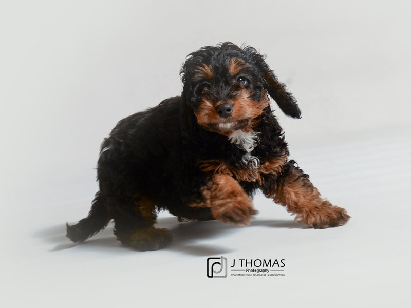 Mini Bernadoodle-DOG-Female-Black and Tan-3404503-Petland Topeka, Kansas