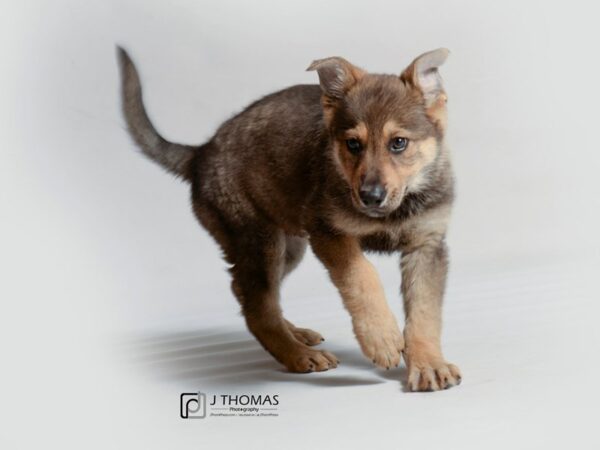 German Shepherd Dog DOG Male 19103 Petland Topeka, Kansas