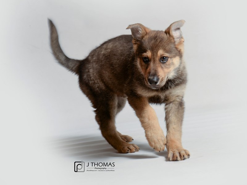 German Shepherd Dog-DOG-Male--3404081-Petland Topeka, Kansas