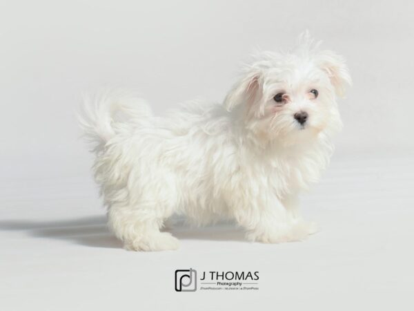 Maltese-DOG-Female-White-19102-Petland Topeka, Kansas