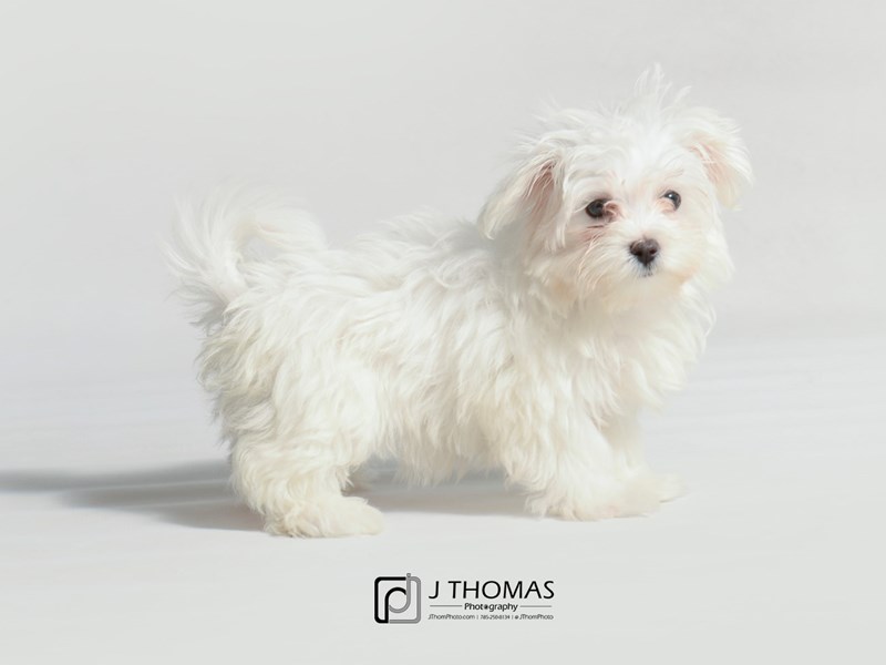 Maltese-DOG-Female-White-3404078-Petland Topeka, Kansas