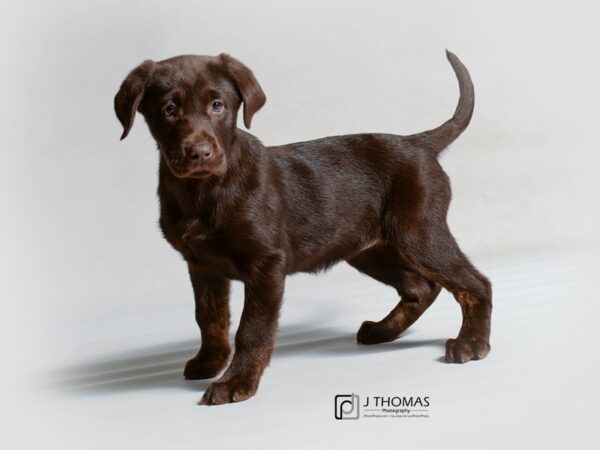 Labrador Retriever DOG Female Chocolate 19101 Petland Topeka, Kansas