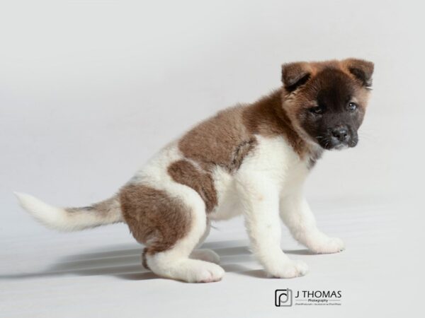 Akita DOG Male Black / Brown 19096 Petland Topeka, Kansas