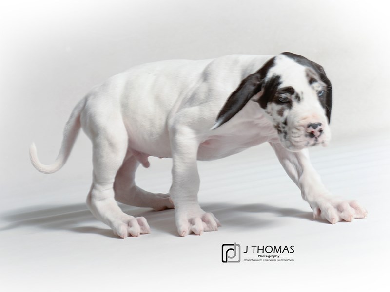 Male harlequin great dane cheap