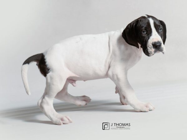 Great Dane DOG Male White w/ Black Markings 19094 Petland Topeka, Kansas