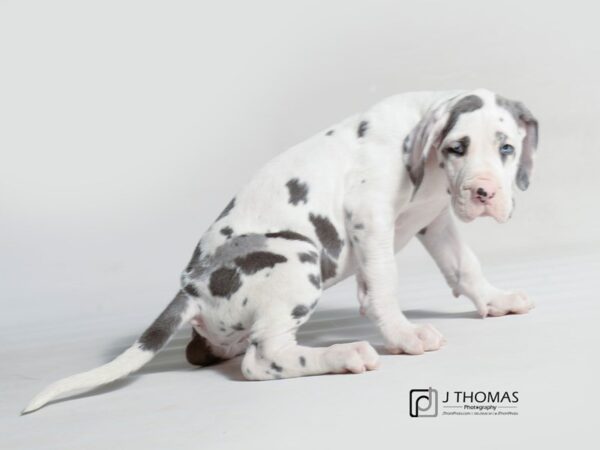 Great Dane DOG Female Silver Harlequin 19092 Petland Topeka, Kansas