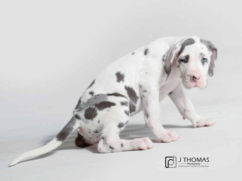 Great Dane-DOG-Female-Silver Harlequin-3404111-Petland Topeka, Kansas