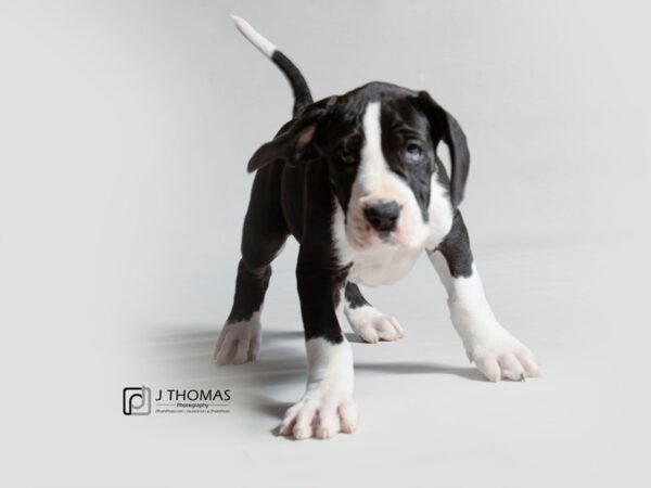 Great Dane DOG Female Black Mantle 19091 Petland Topeka, Kansas