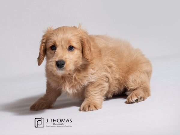 Goldendoodle Mini DOG Female Golden 19084 Petland Topeka, Kansas