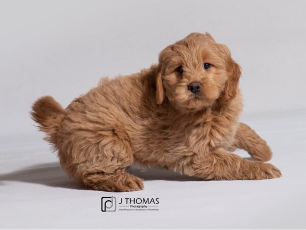 Goldendoodle Mini DOG Female Golden 19083 Petland Topeka, Kansas